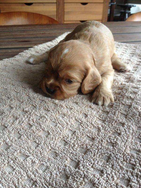 Cavalier king charles spaniel Molly - Molly som 4 uger<3 billedet er taget af avleren  billede 2