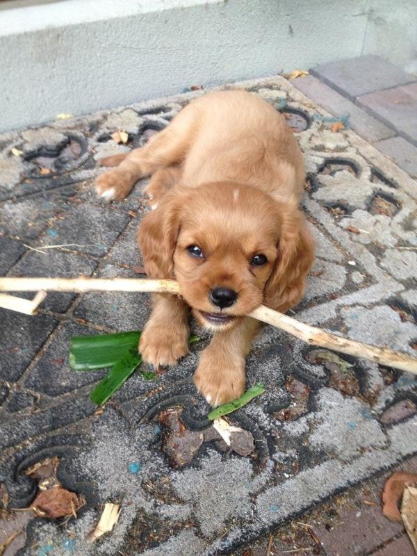 Cavalier king charles spaniel Molly - Molly som 7 uger <3 billedet er taget af avleren  billede 3