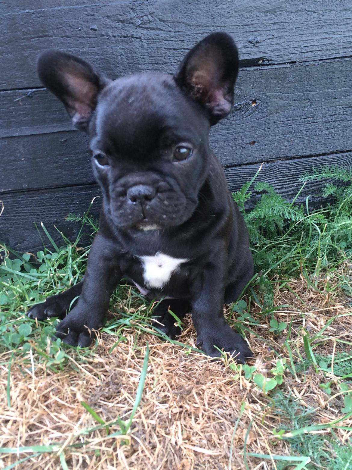 Fransk bulldog Buddha billede 1
