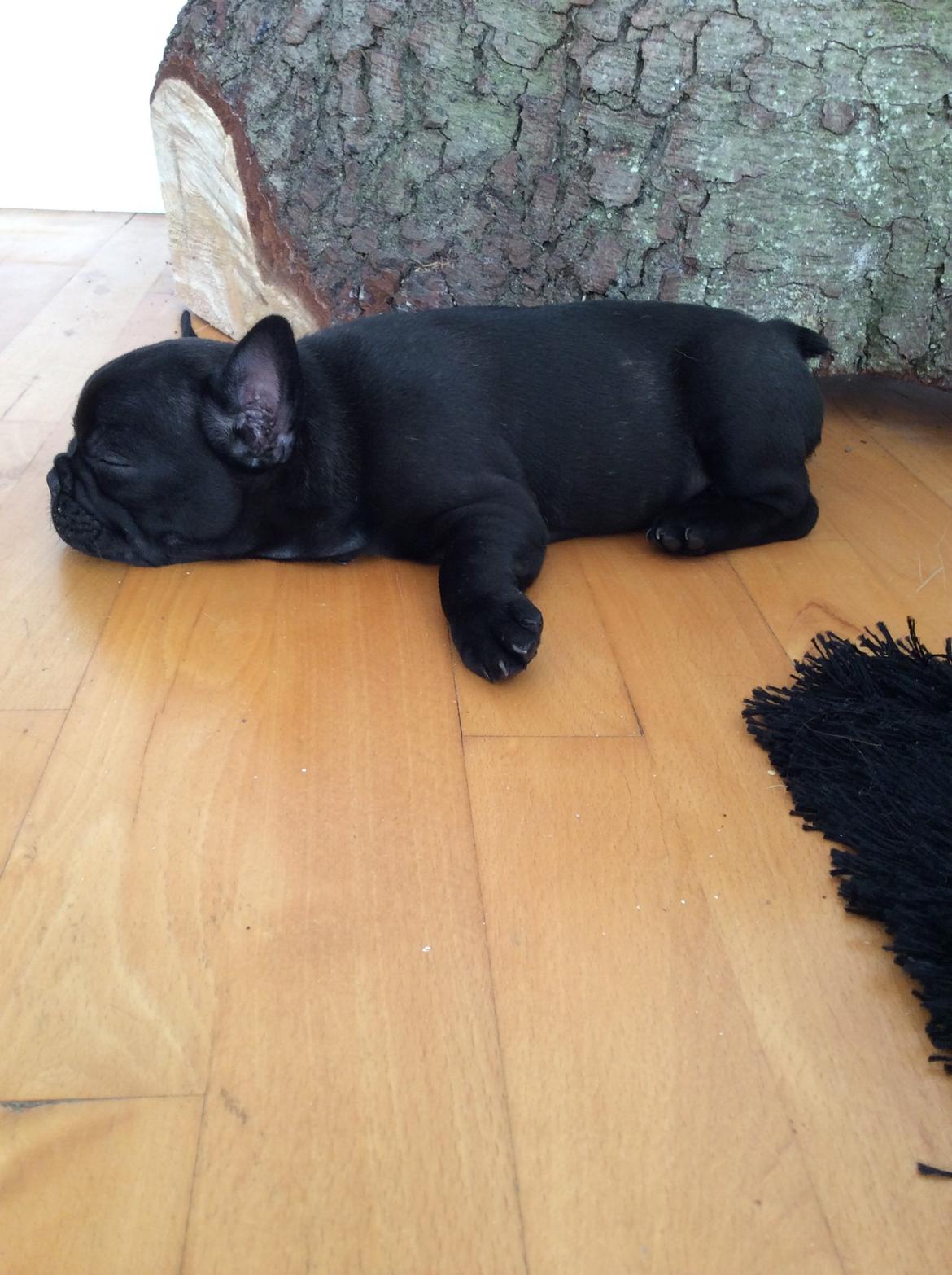 Fransk bulldog Buddha billede 2