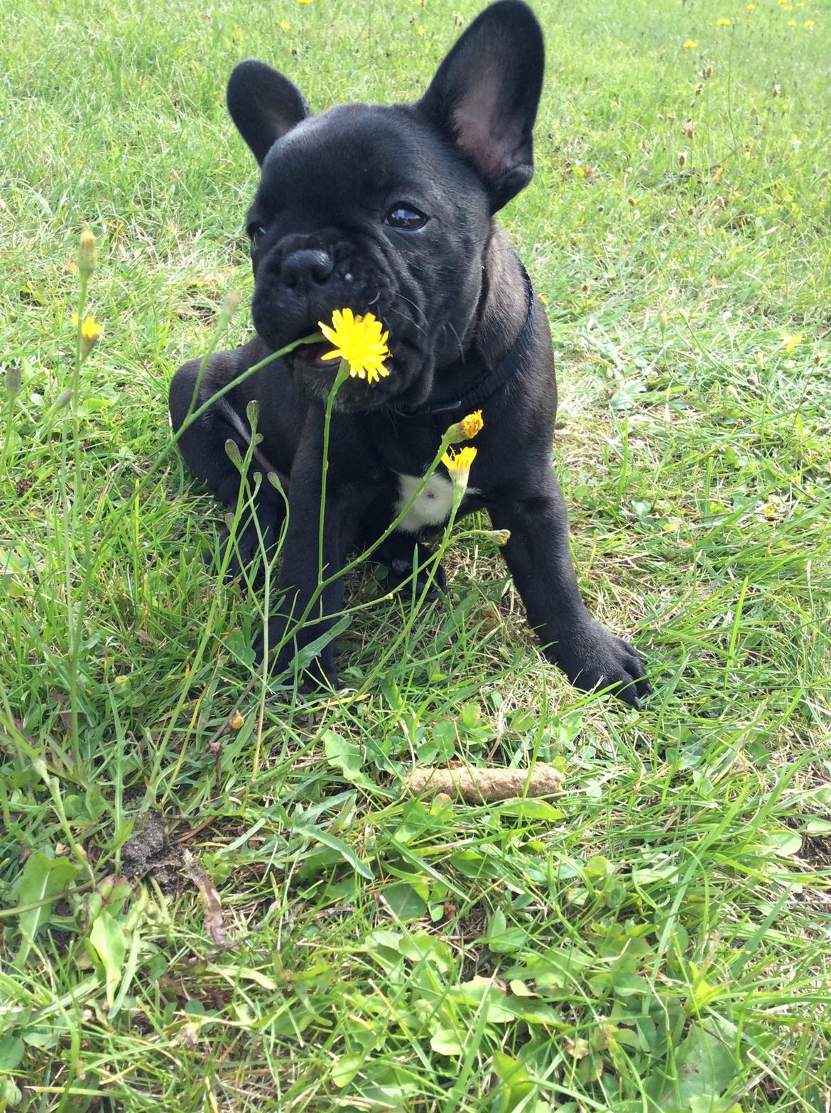 Fransk bulldog Buddha billede 4
