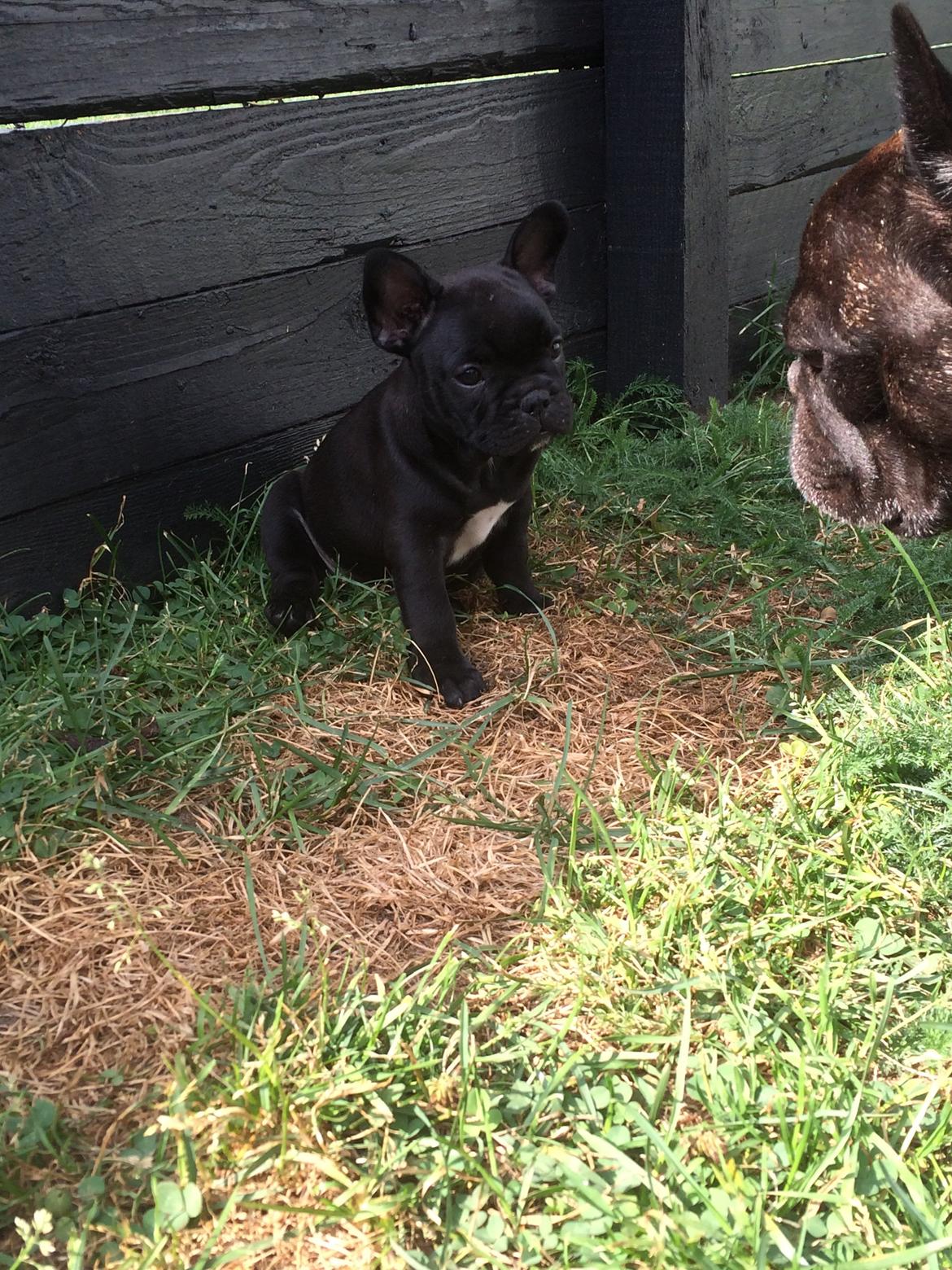 Fransk bulldog Buddha billede 5