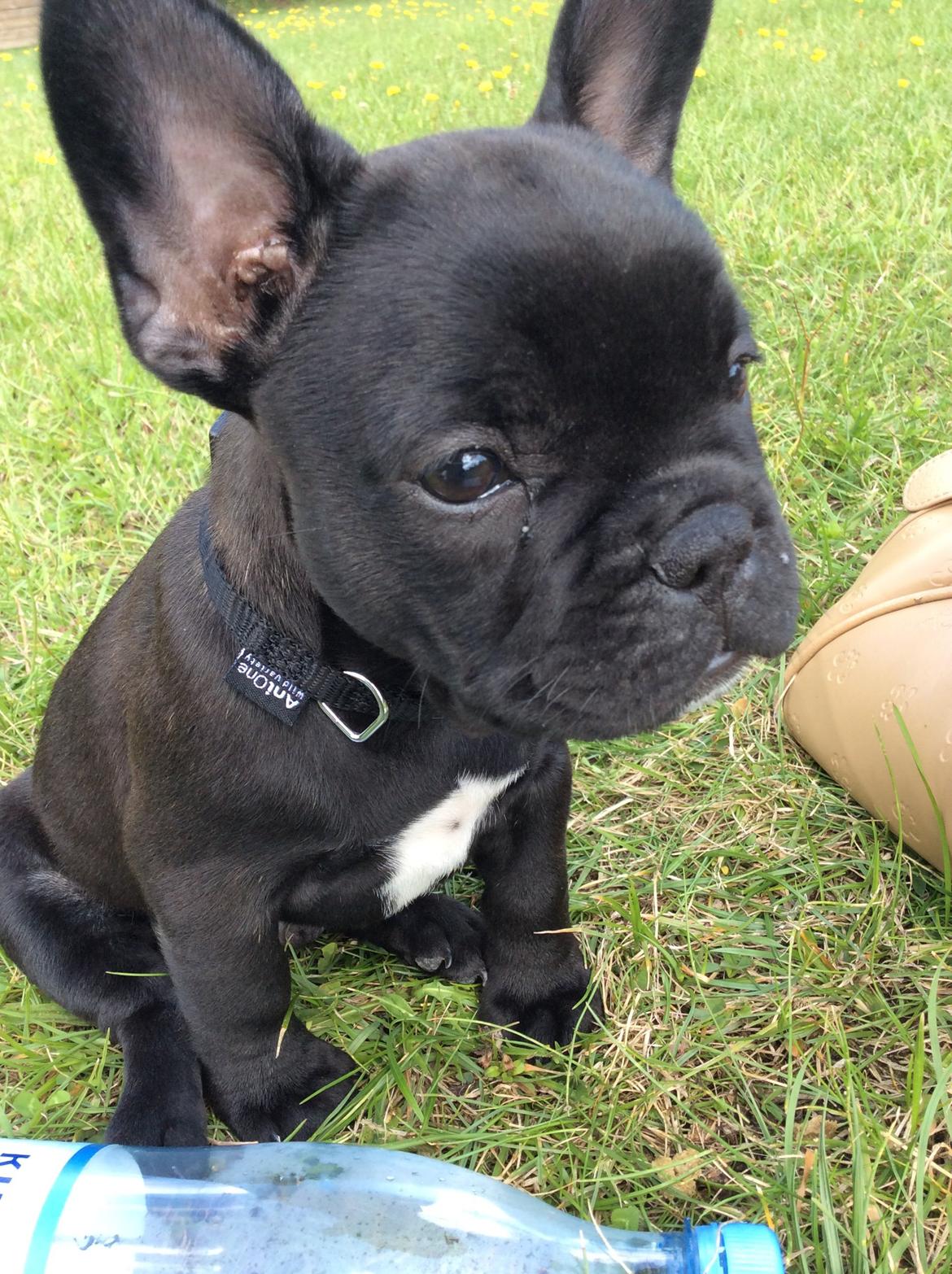 Fransk bulldog Buddha billede 6