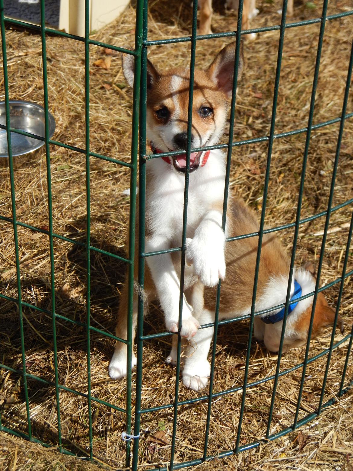 Norsk lundehund Ulfrigga Lundes Trude billede 5