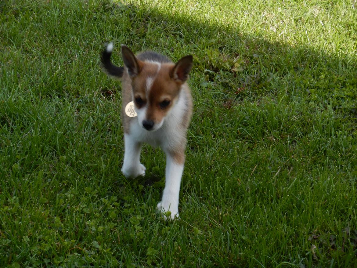 Norsk lundehund Ulfrigga Lundes Trude billede 10