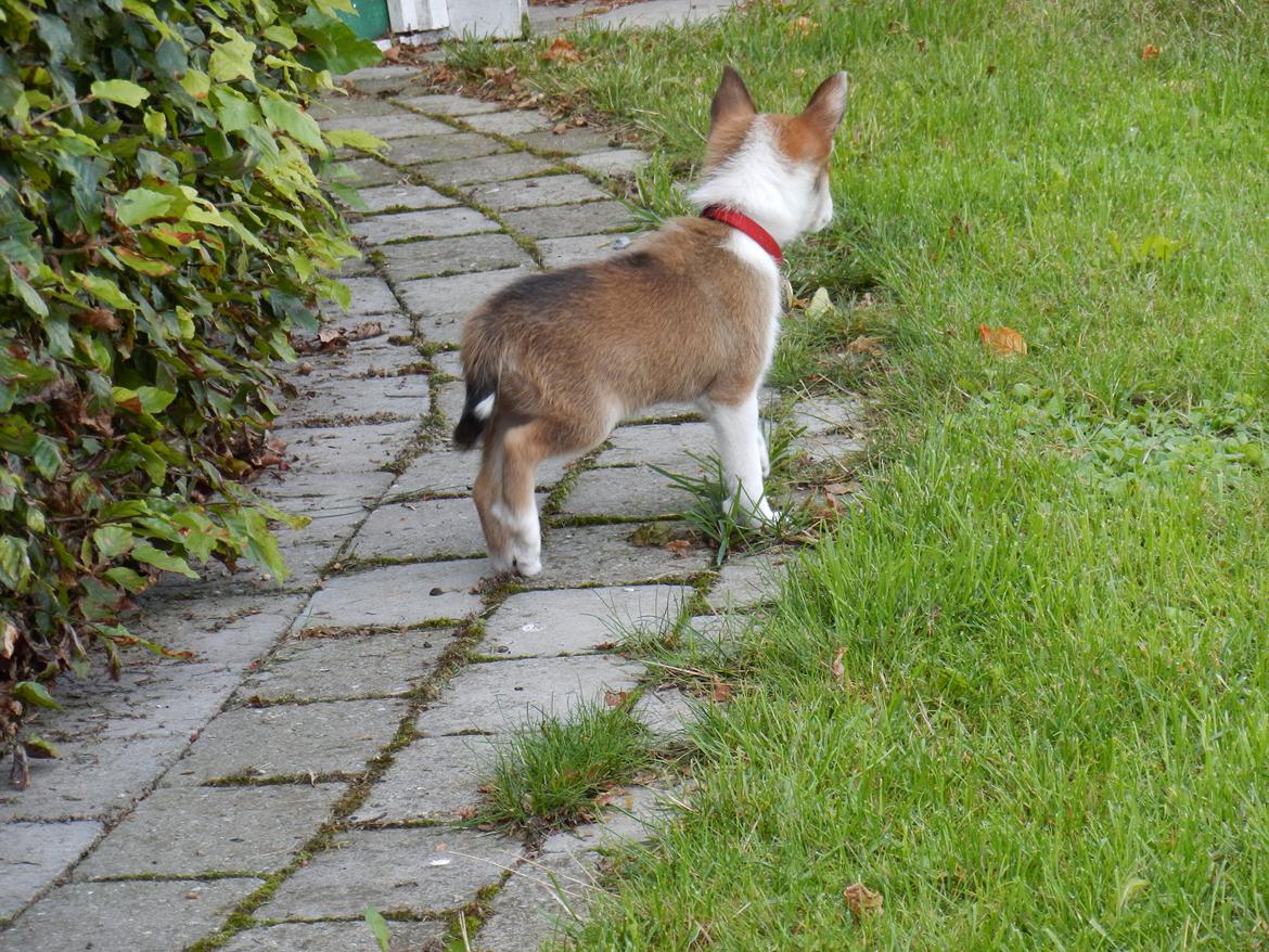 Norsk lundehund Ulfrigga Lundes Trude billede 6