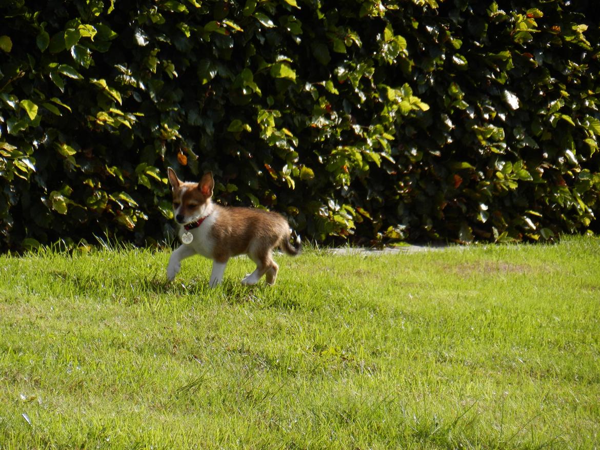 Norsk lundehund Ulfrigga Lundes Trude billede 8