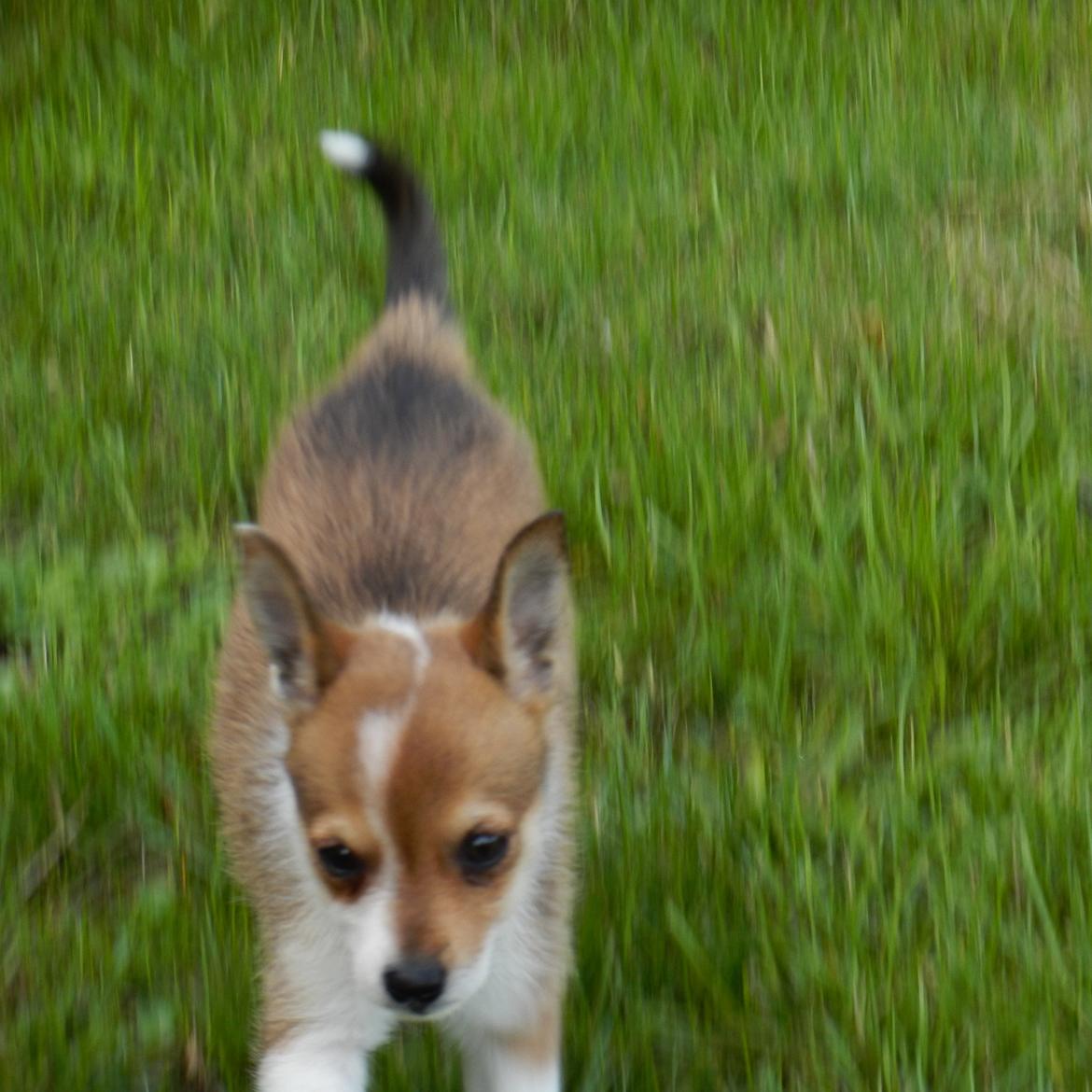 Norsk lundehund Ulfrigga Lundes Trude billede 7