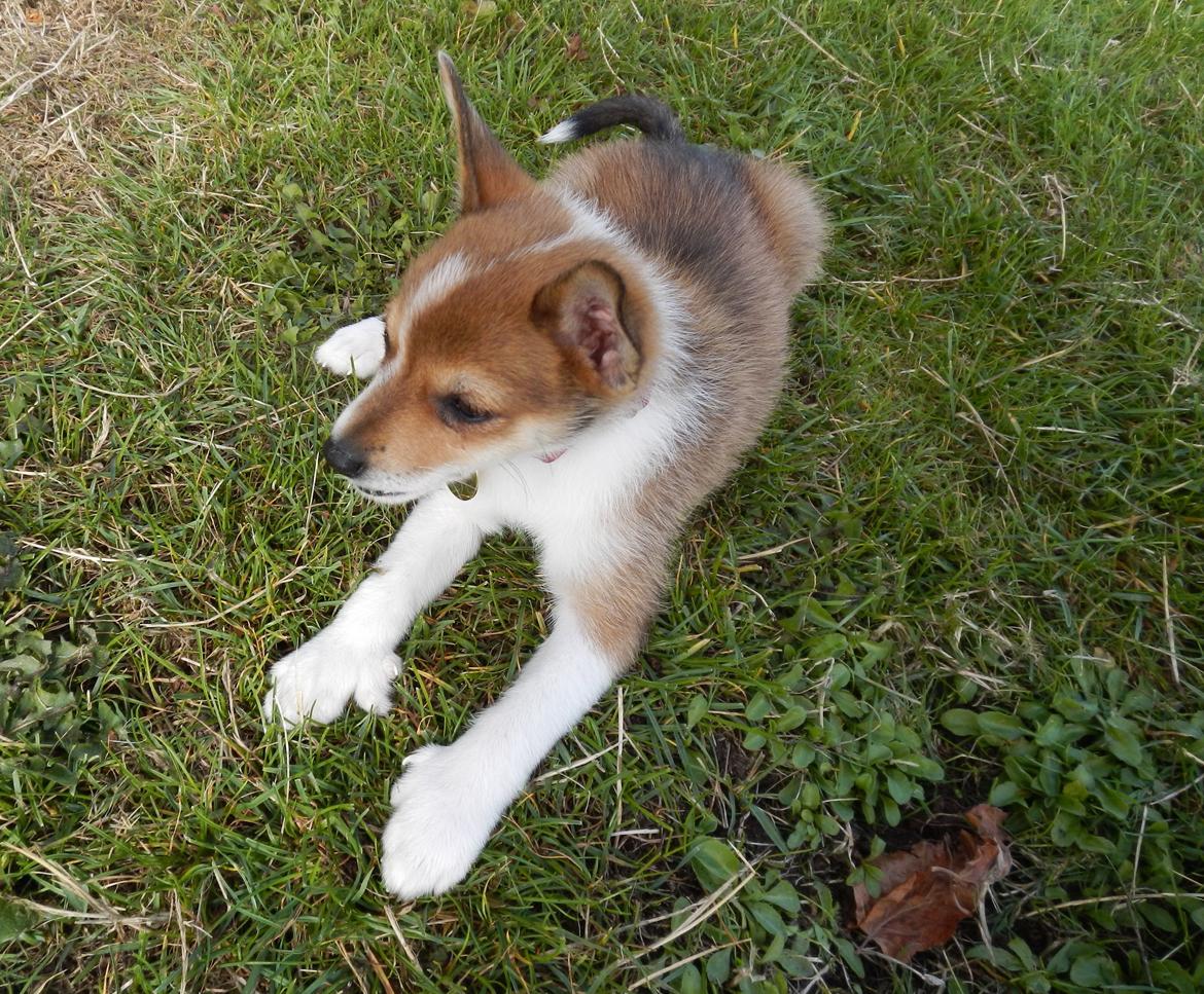 Norsk lundehund Ulfrigga Lundes Trude billede 9