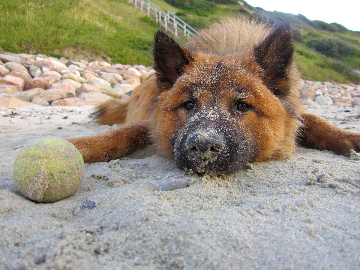 Eurasier Sally billede 16