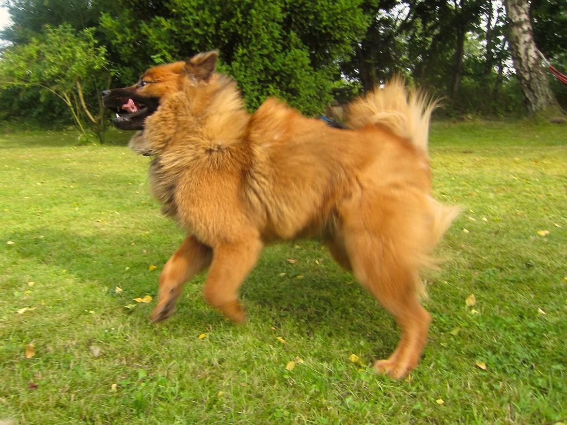 Eurasier Sally billede 24