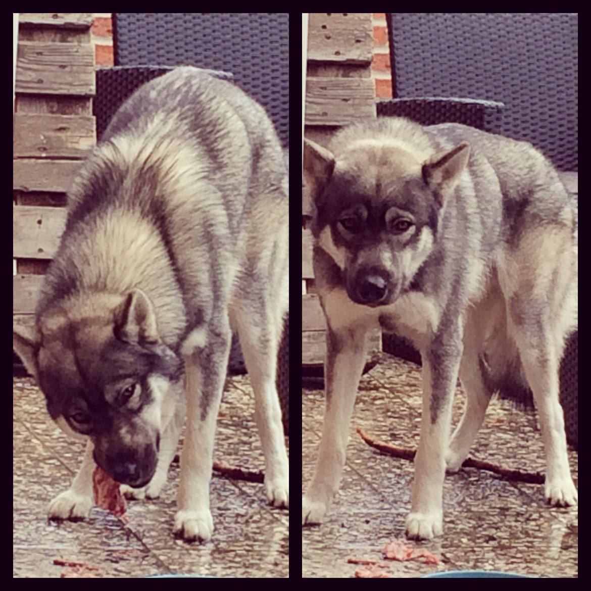 Siberian husky Wolf - Wolf med sin aftensmad billede 7