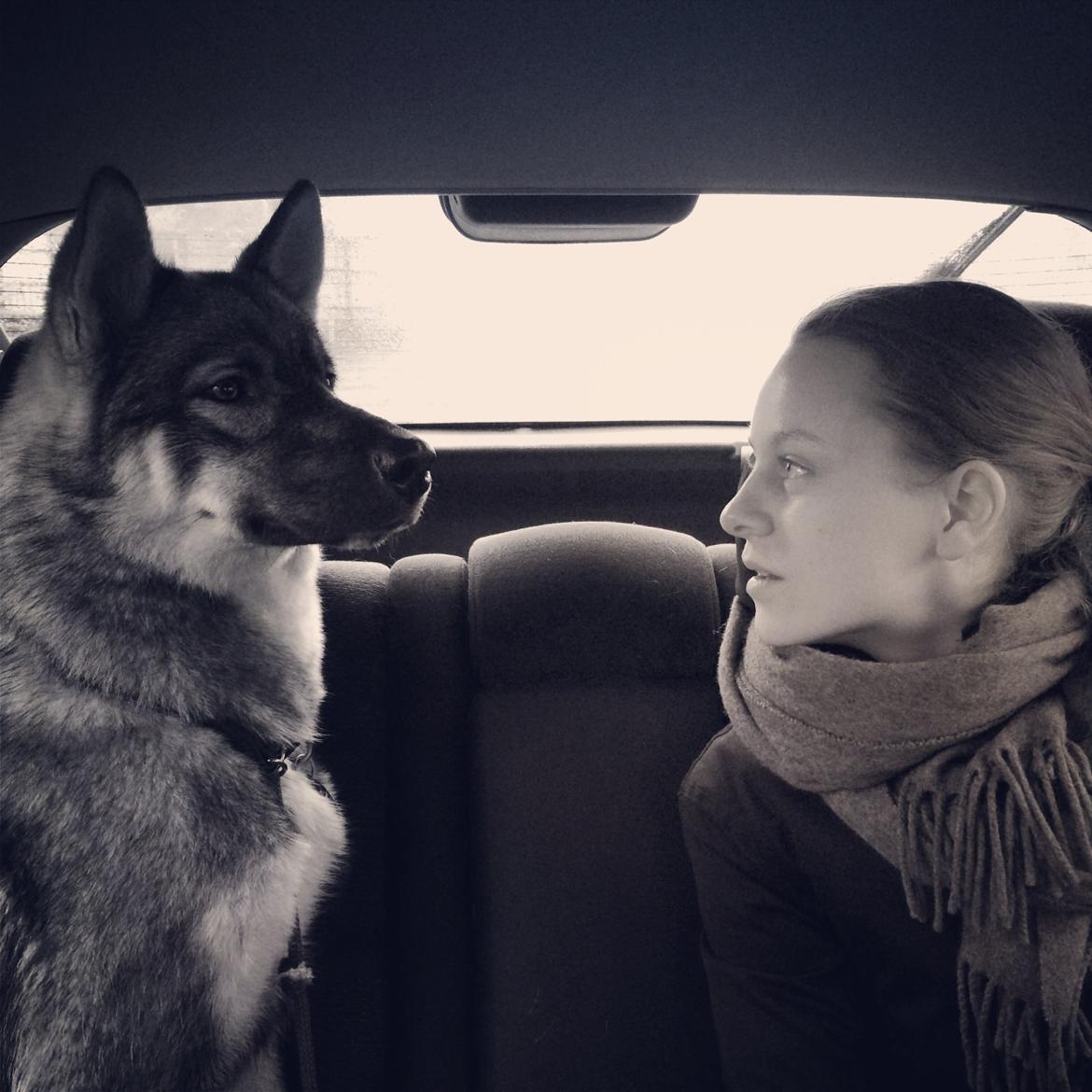 Siberian husky Wolf - Wolf med min kusine billede 9