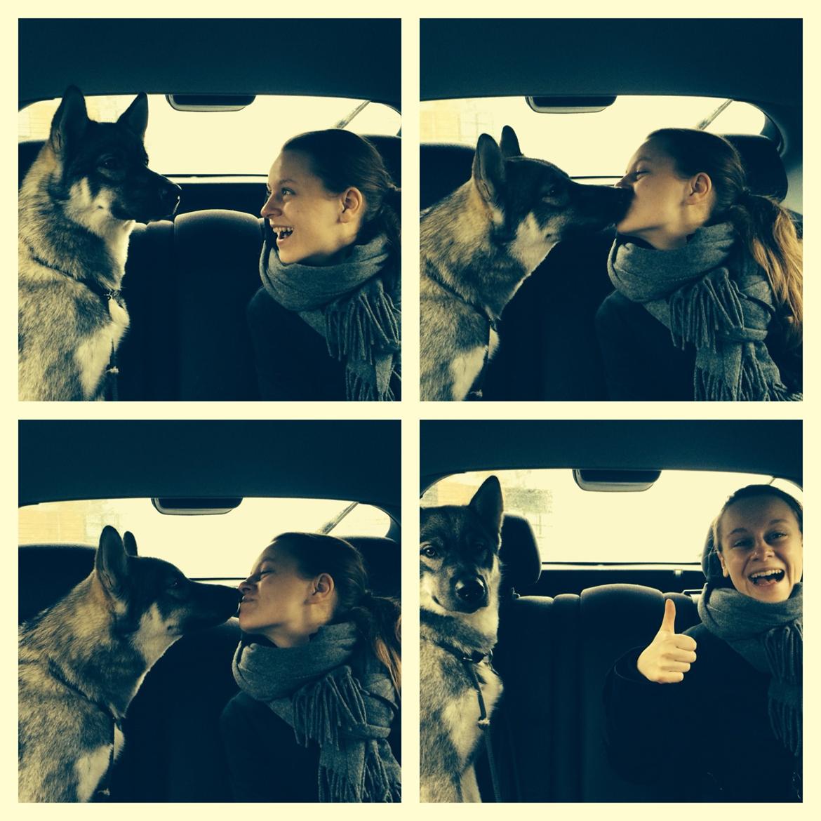 Siberian husky Wolf - Wolf med min kusine billede 10