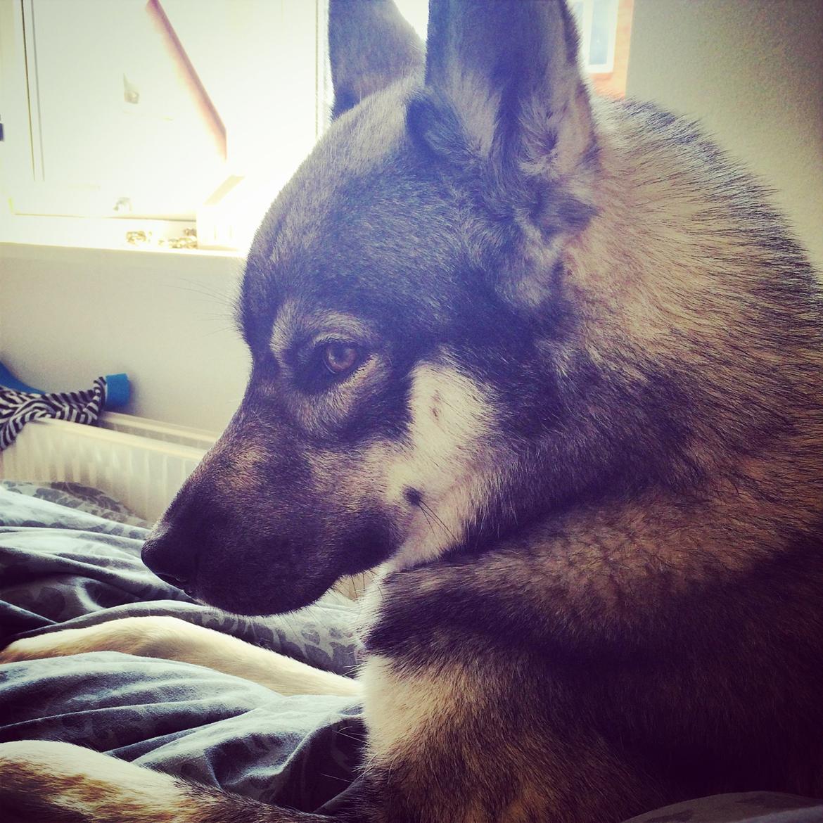 Siberian husky Wolf - Wolf 14 Mdr. billede 3