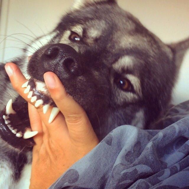 Siberian husky Wolf - Leg Wolf-style ;) billede 5