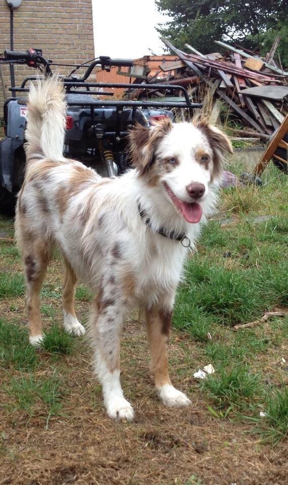 Australian shepherd Petra billede 1