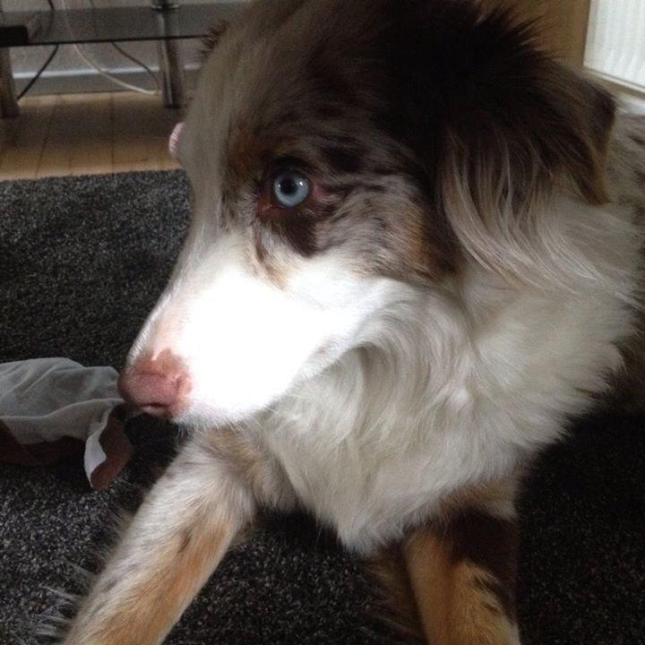 Australian shepherd Petra billede 2