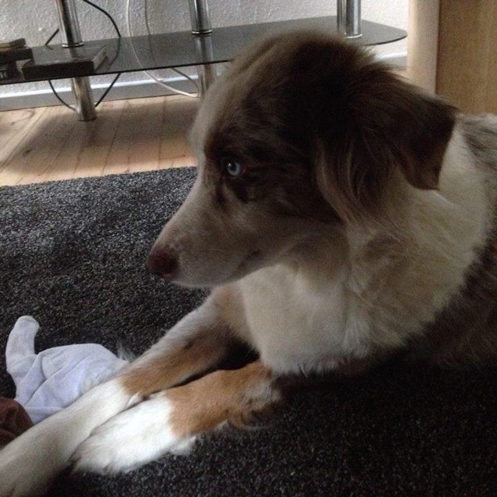 Australian shepherd Petra billede 3