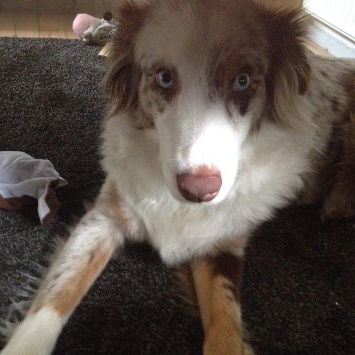 Australian shepherd Petra billede 5