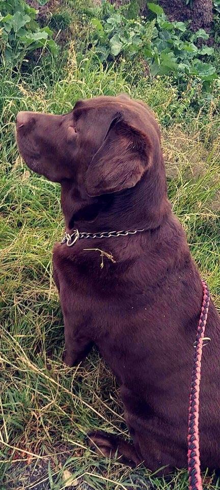 Labrador retriever Samson billede 1