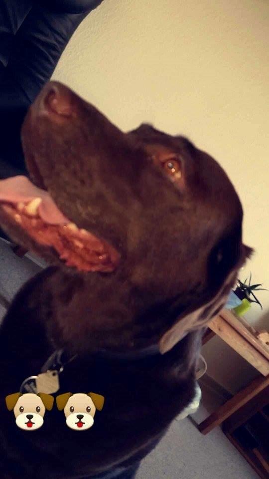 Labrador retriever Samson billede 2