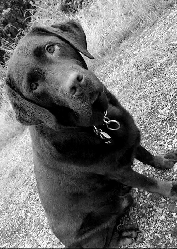 Labrador retriever Samson billede 3