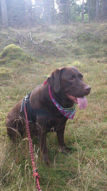 Labrador retriever Samson billede 4