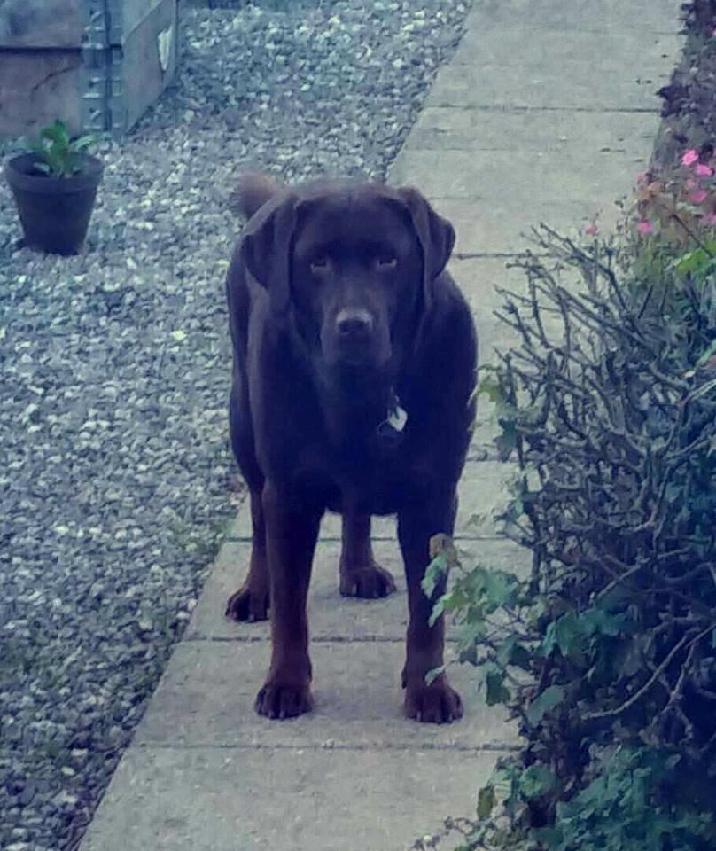 Labrador retriever Samson billede 5