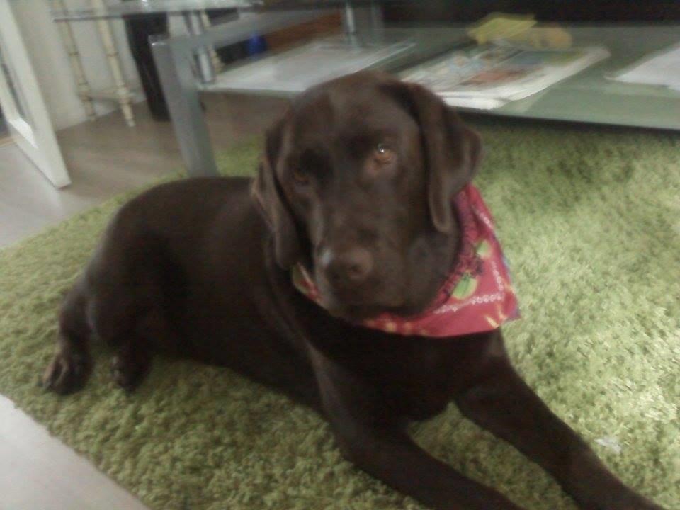 Labrador retriever Samson billede 6