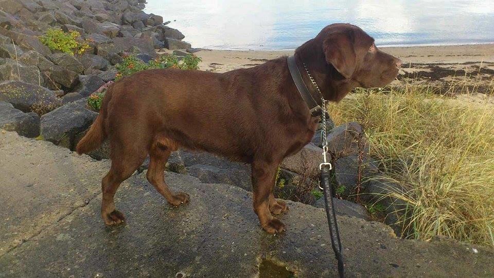 Labrador retriever Samson billede 7