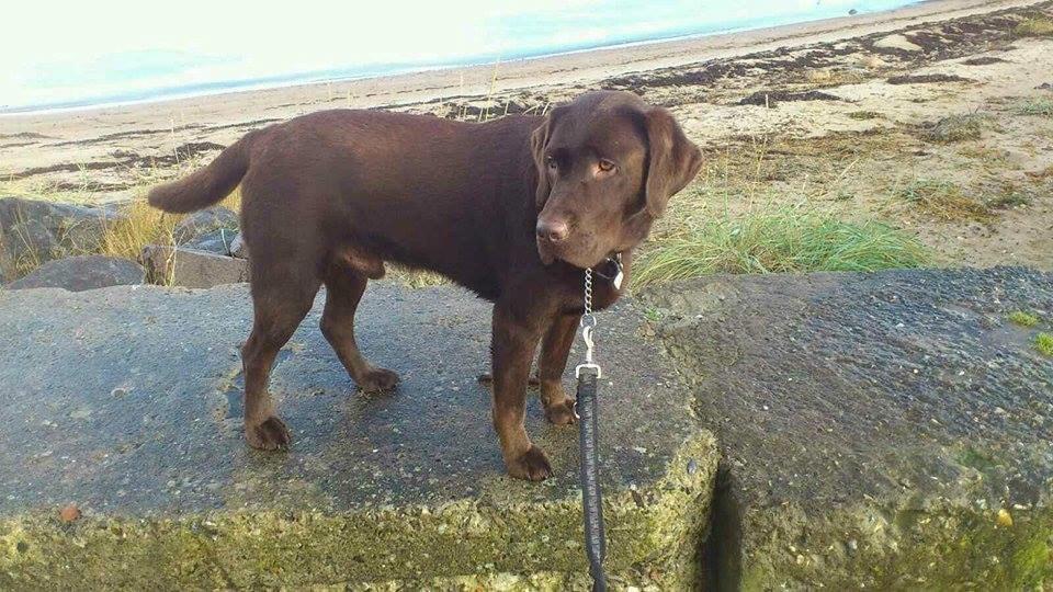 Labrador retriever Samson billede 8