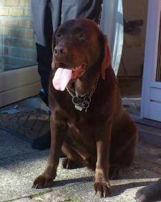 Labrador retriever Samson billede 9