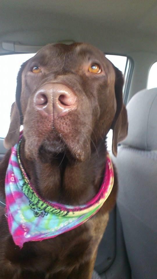 Labrador retriever Samson billede 10