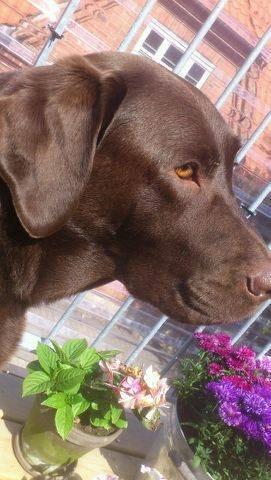 Labrador retriever Samson billede 11