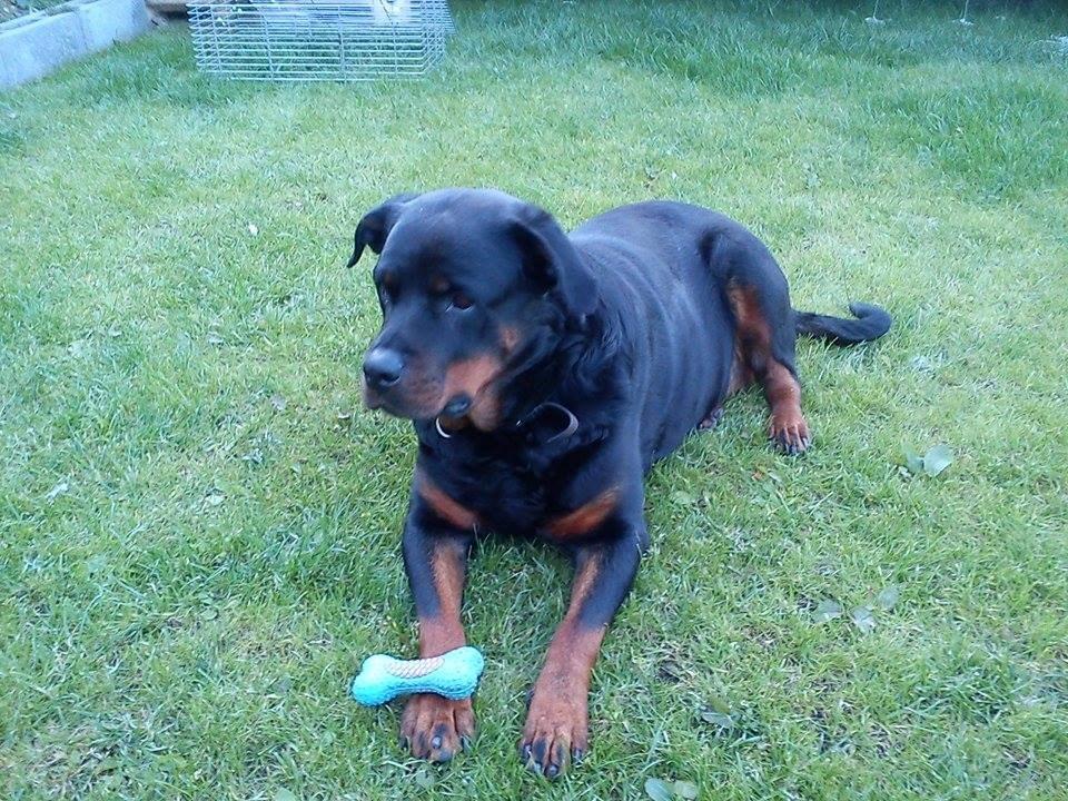 Rottweiler Vodka billede 1