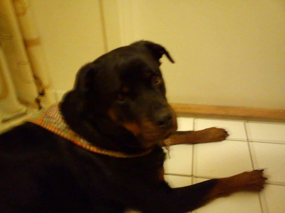 Rottweiler Vodka billede 2