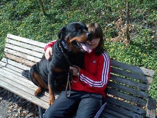 Rottweiler Vodka billede 3