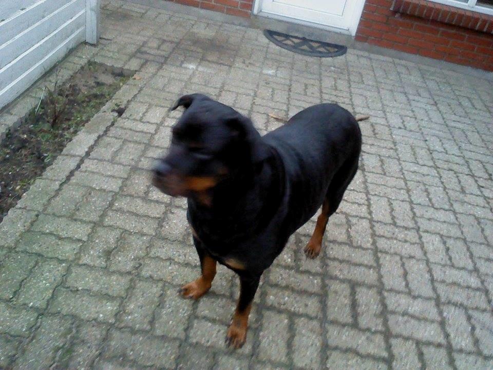 Rottweiler Vodka billede 5