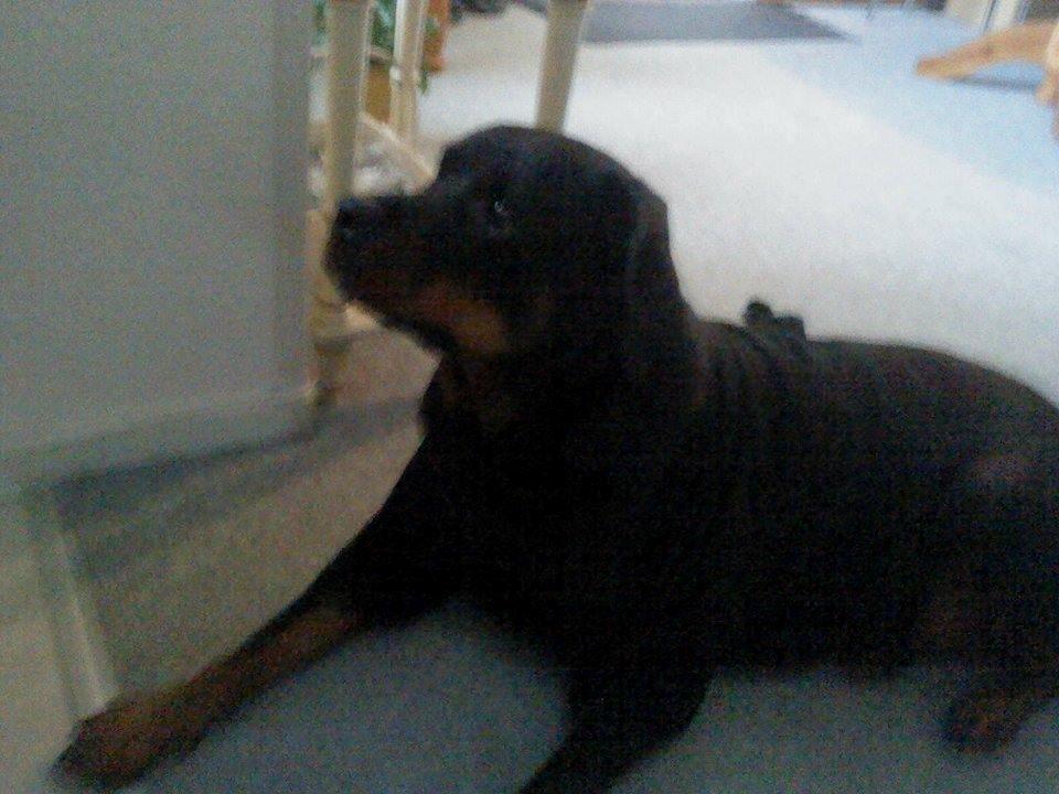 Rottweiler Vodka billede 6