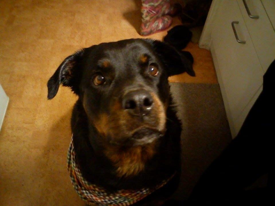 Rottweiler Vodka billede 7