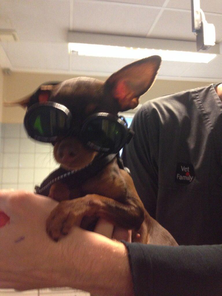 Prazsky krysarik Coco(monster) billede 1