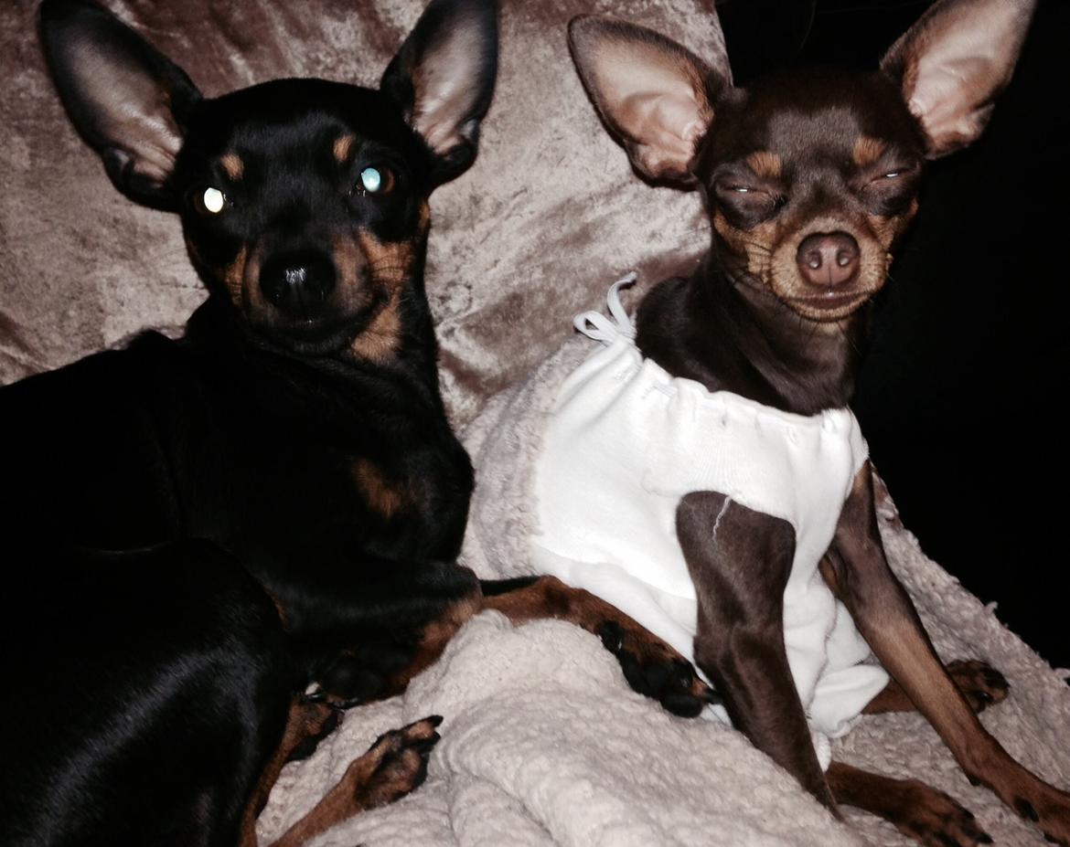 Prazsky krysarik Coco(monster) billede 2