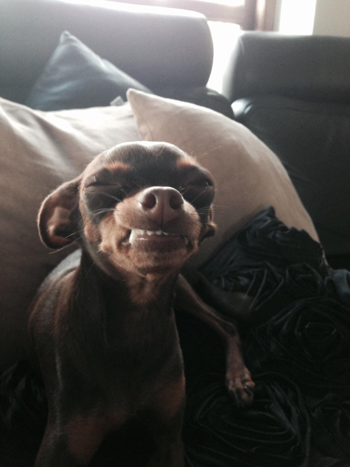 Prazsky krysarik Coco(monster) billede 3