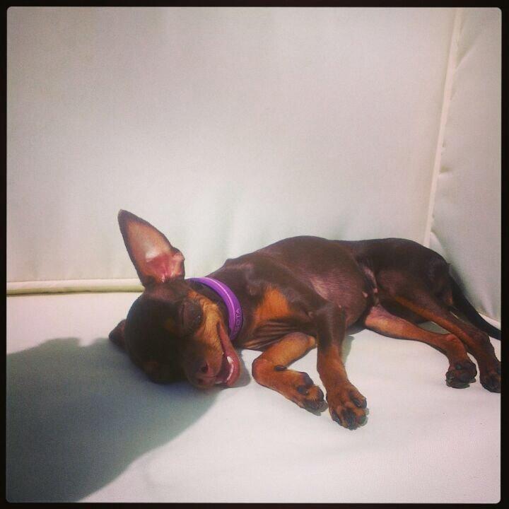 Prazsky krysarik Coco(monster) billede 4