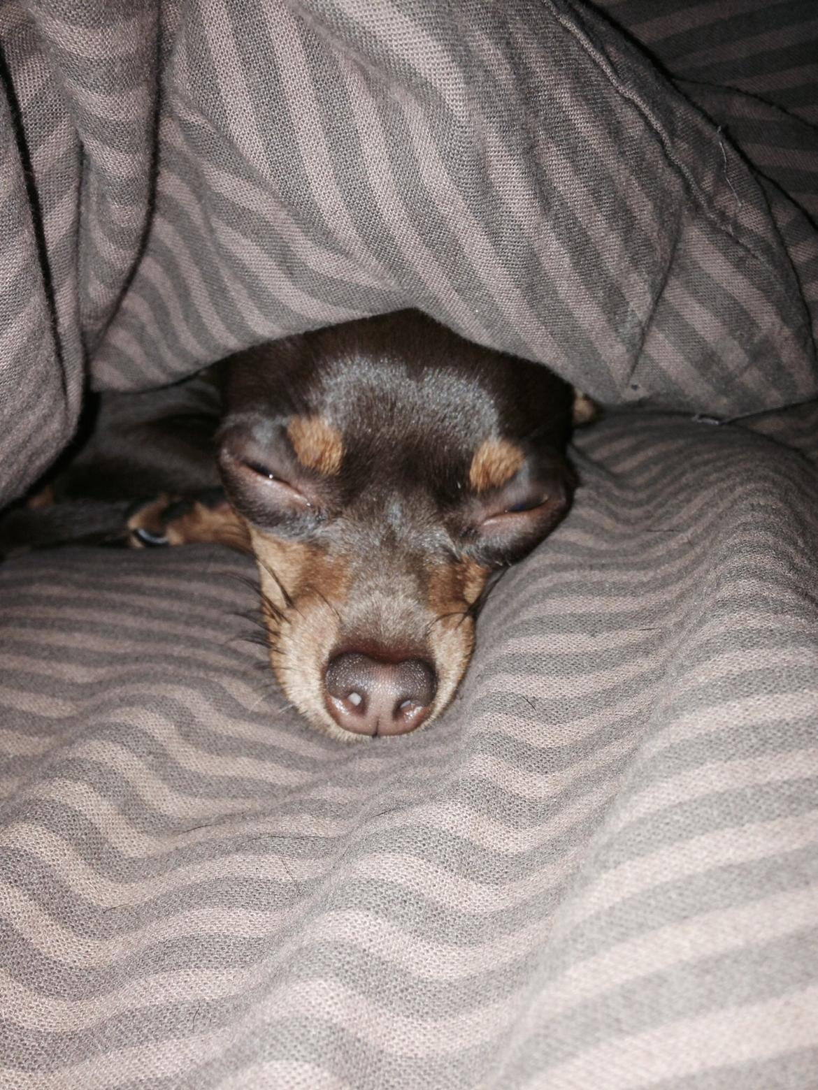 Prazsky krysarik Coco(monster) billede 5