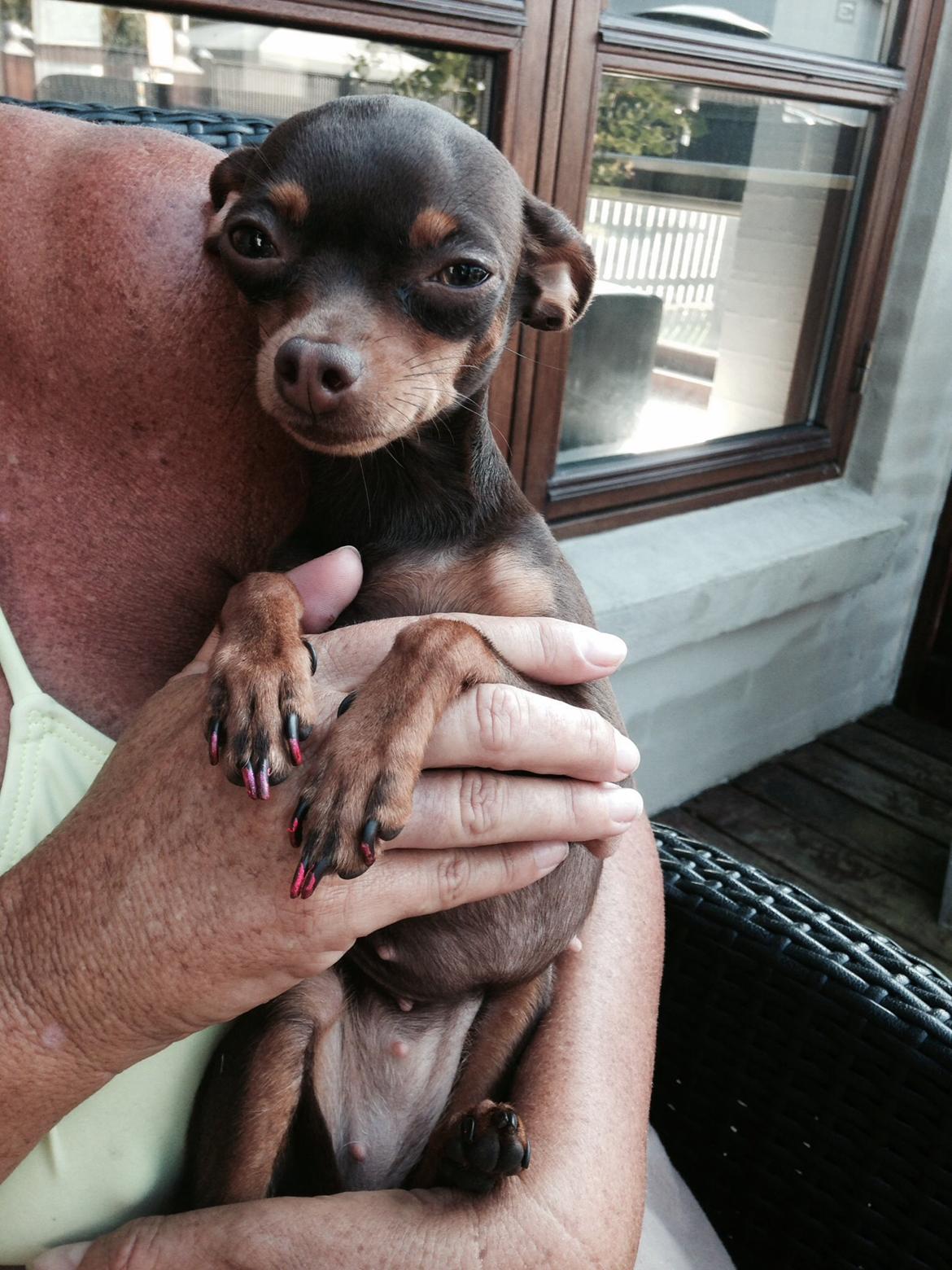 Prazsky krysarik Coco(monster) billede 6