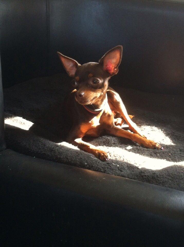 Prazsky krysarik Coco(monster) billede 7