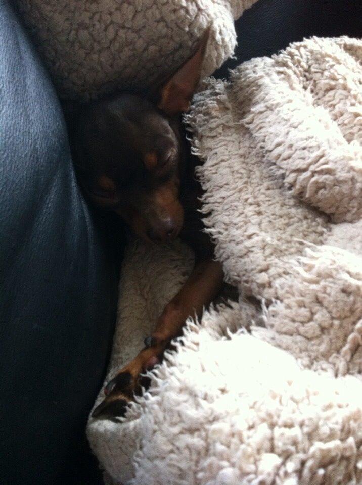 Prazsky krysarik Coco(monster) billede 8