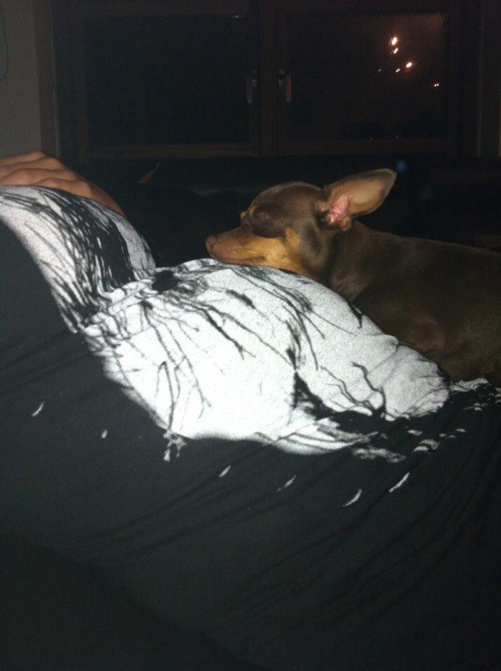 Prazsky krysarik Coco(monster) billede 9